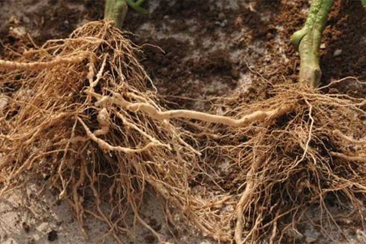 電解水促進(jìn)植物生長(zhǎng)、提高產(chǎn)量