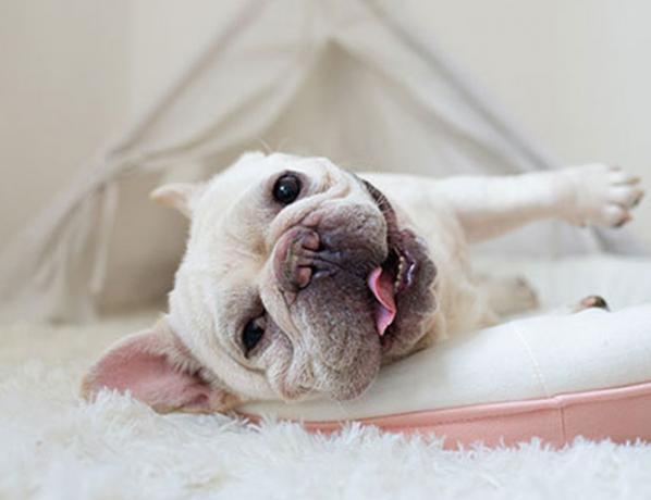 寵物店次氯酸生成器