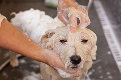 寵物次氯酸水消毒