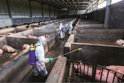 次氯酸發(fā)生器在畜牧行業(yè)的消殺應用