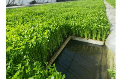 次氯酸消毒液發(fā)生器