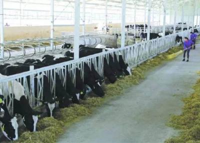 次氯酸水用于畜牧業