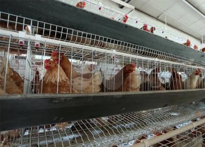 次氯酸水養(yǎng)雞場消毒