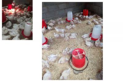 喀麥隆客戶的養(yǎng)雞場圖片