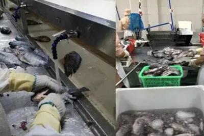 盛懷次氯酸發(fā)生器助力海產(chǎn)品加工