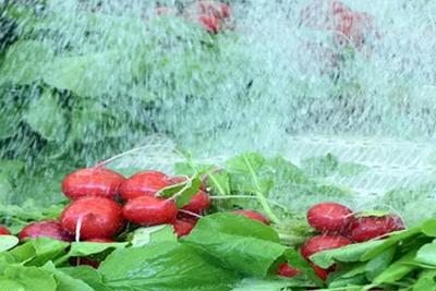 次氯酸發(fā)生器用于果蔬清洗您知道多少