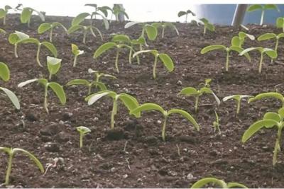 次氯酸發(fā)如何促進(jìn)種子萌發(fā)的您知道嗎？