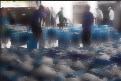 次氯酸在水產儲存的應用