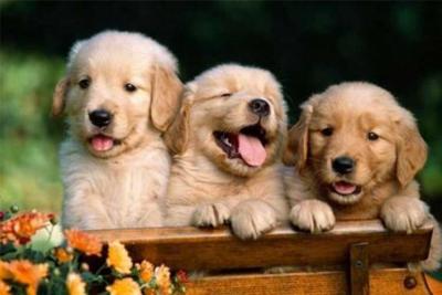 次氯酸消毒液給寵物消毒？