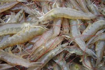 水產(chǎn)用次氯酸發(fā)生器