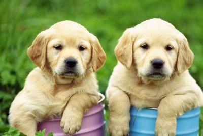 次氯酸的除臭應用