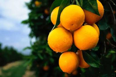 次氯酸殺菌水的安全性