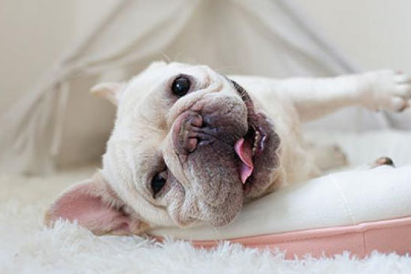 汪星人還是嬰兒?不要糾結了,次氯酸讓你可以兼得 汪星人還是嬰兒?不要糾結了,次氯酸讓你可以兼得