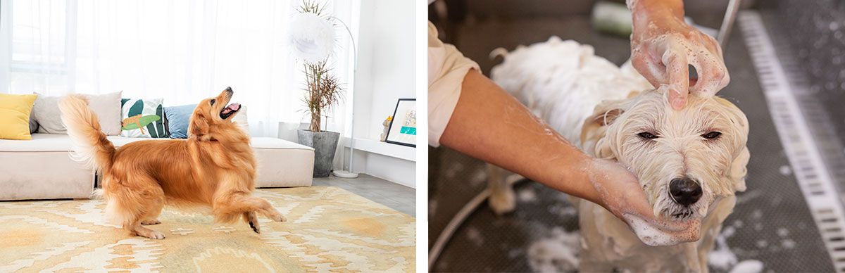 次氯酸發生器設備 次氯酸發生器設備