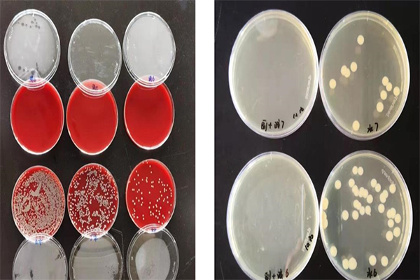 非洲豬瘟如何消毒防控 非洲豬瘟如何消毒防控