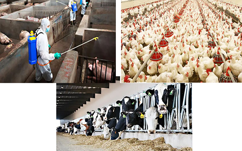 次氯酸畜牧養殖圖