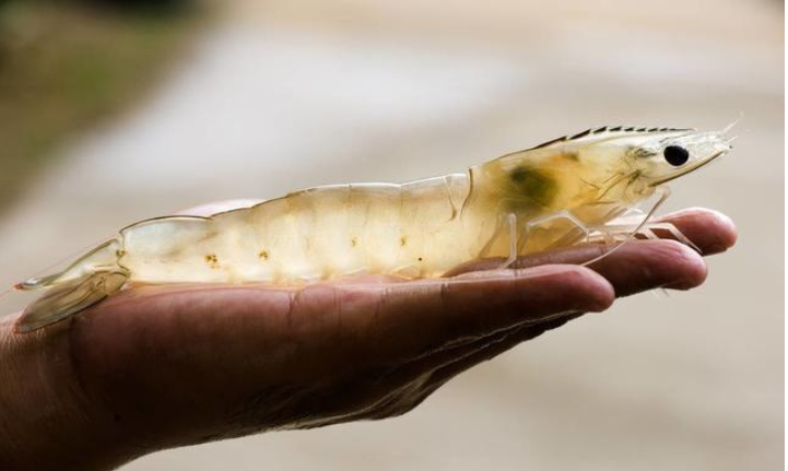 次氯酸水產養殖 次氯酸水產養殖