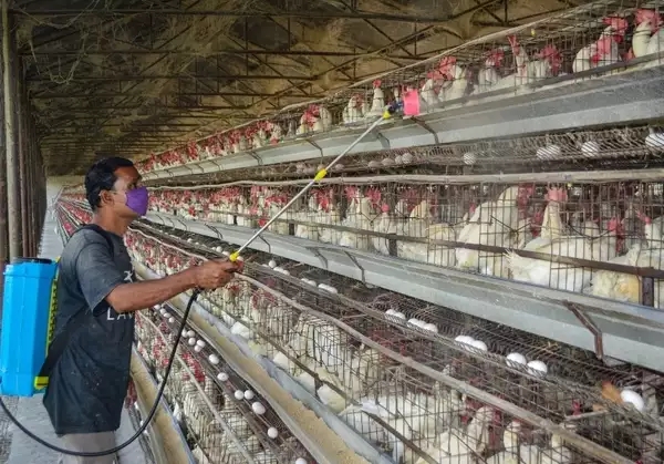 1669078033259152.jpg f48a147ed095cb53ba91c7ecdce2bf27_80245020.jpg