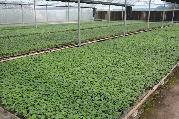 次氯酸種苗消毒