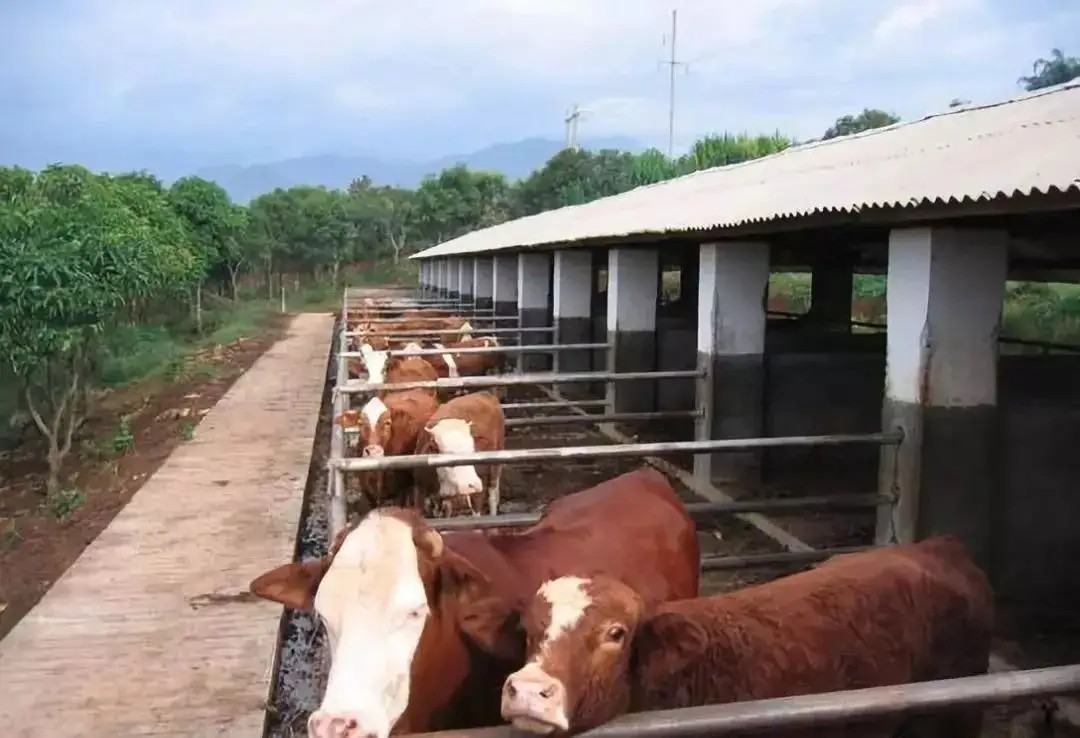 次氯酸在牛舍養(yǎng)殖消毒