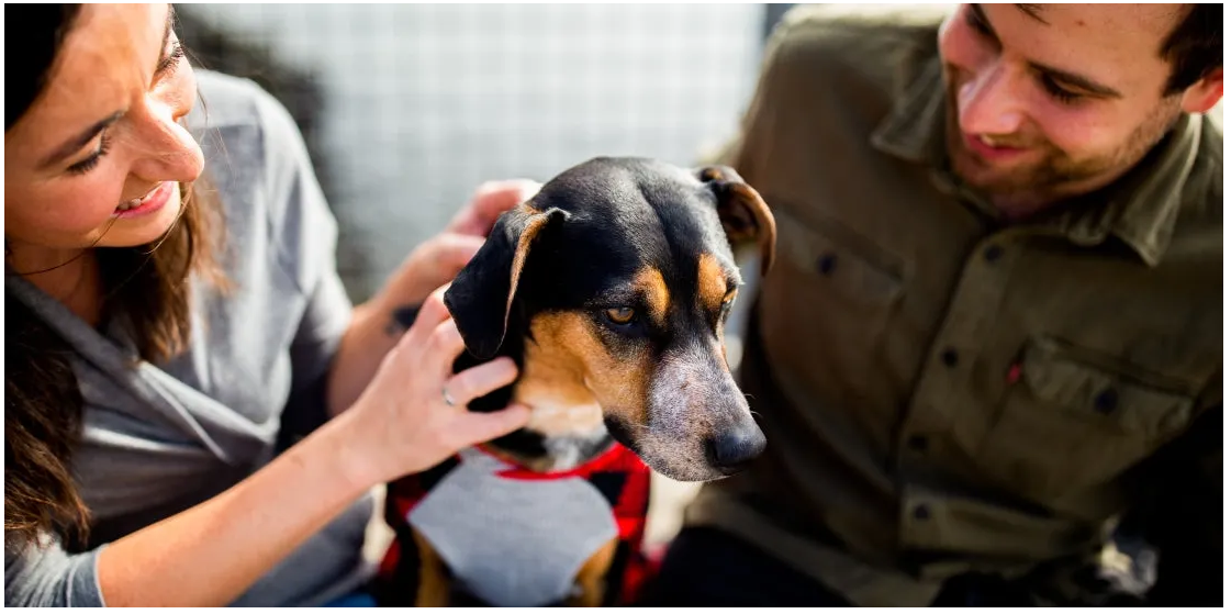 次氯酸寵物消毒 次氯酸寵物消毒
