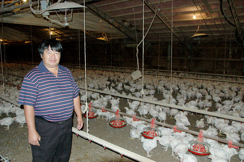 次氯酸雞舍消毒 次氯酸雞舍消毒