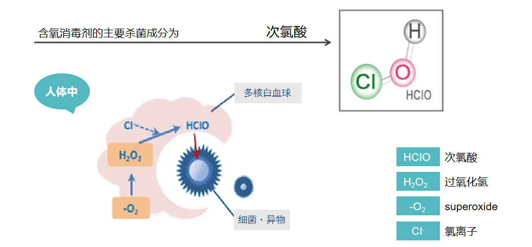 次氯酸殺菌原理 次氯酸殺菌原理