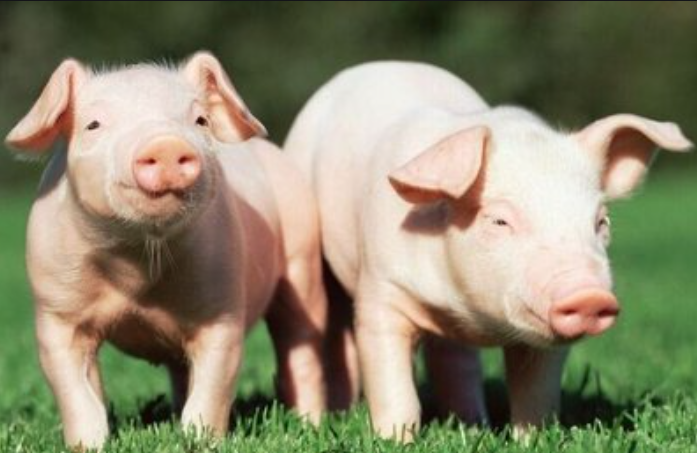 盛懷次氯酸水大大助力于豬場(chǎng)養(yǎng)殖行業(yè) 盛懷次氯酸水大大助力于豬場(chǎng)養(yǎng)殖行業(yè)