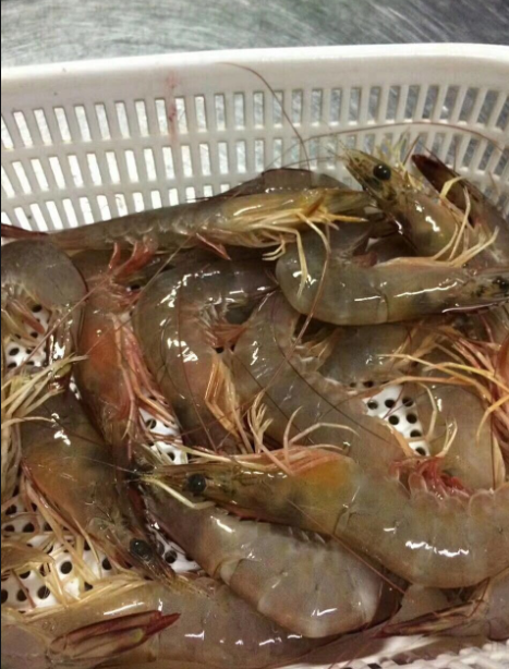 盛懷次氯酸水能有效改善蝦致病菌感染 盛懷次氯酸水能有效改善蝦致病菌感染