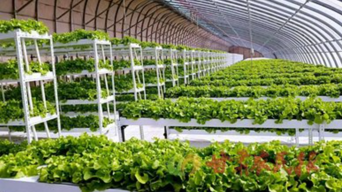 酸性電解水可有效應用于蔬菜和水果大棚 酸性電解水可有效應用于蔬菜和水果大棚