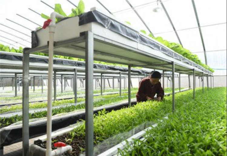 次氯酸水可有效用在農業種植生產中 次氯酸水可有效用在農業種植生產中