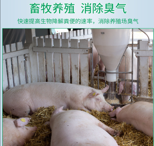 次氯酸水在畜牧養殖領域發揮著除臭消毒功效 次氯酸水在畜牧養殖領域發揮著除臭消毒功效