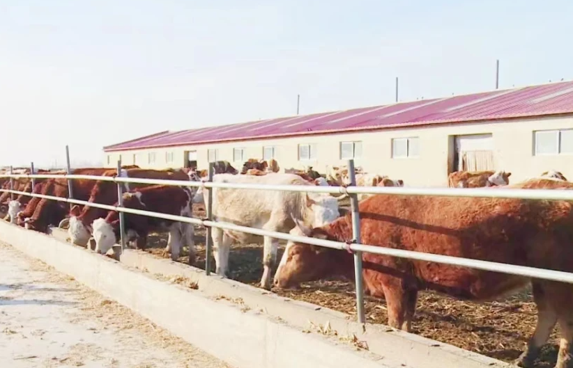 次氯酸水在畜牧養殖領域發揮著除臭消毒功效 次氯酸水在畜牧養殖領域發揮著除臭消毒功效