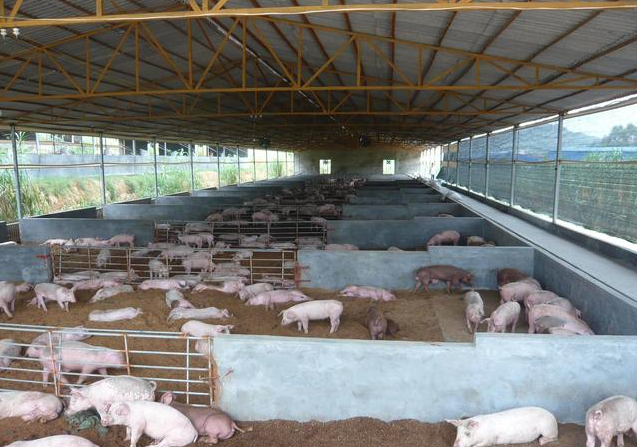 次氯酸水在豬場養殖行業的應用 次氯酸水在豬場養殖行業的應用