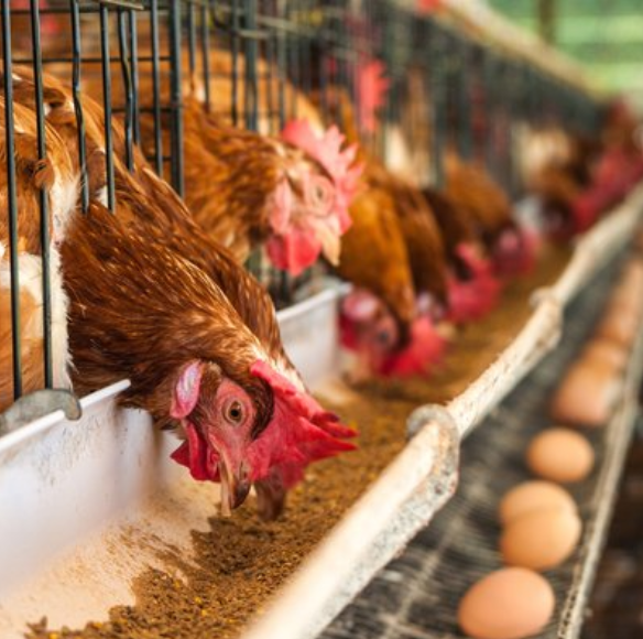 微酸性電解水是肉雞養殖過程中飲用水的良好選擇 微酸性電解水是肉雞養殖過程中飲用水的良好選擇