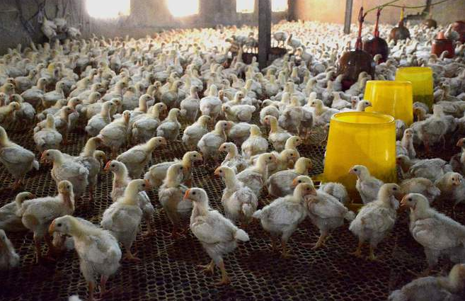 養(yǎng)雞場圖片