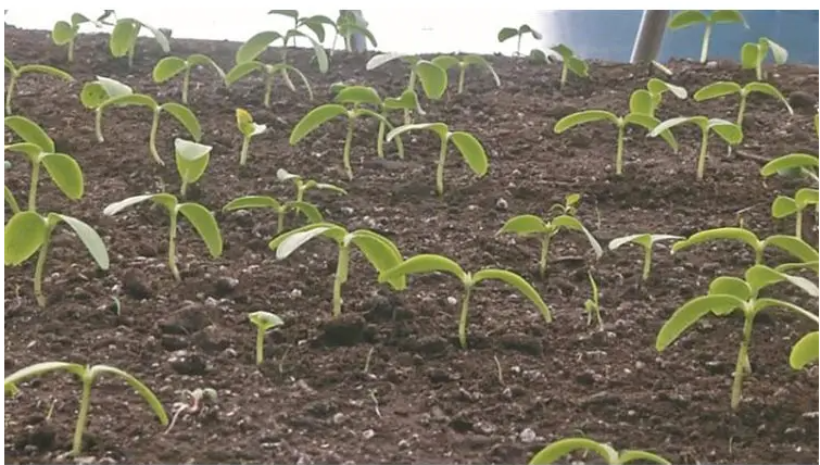 次氯酸發(fā)生器用于農(nóng)業(yè)種植